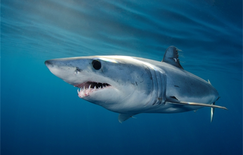 Shortfin Mako Shark: CREDIT: Andy Murch
